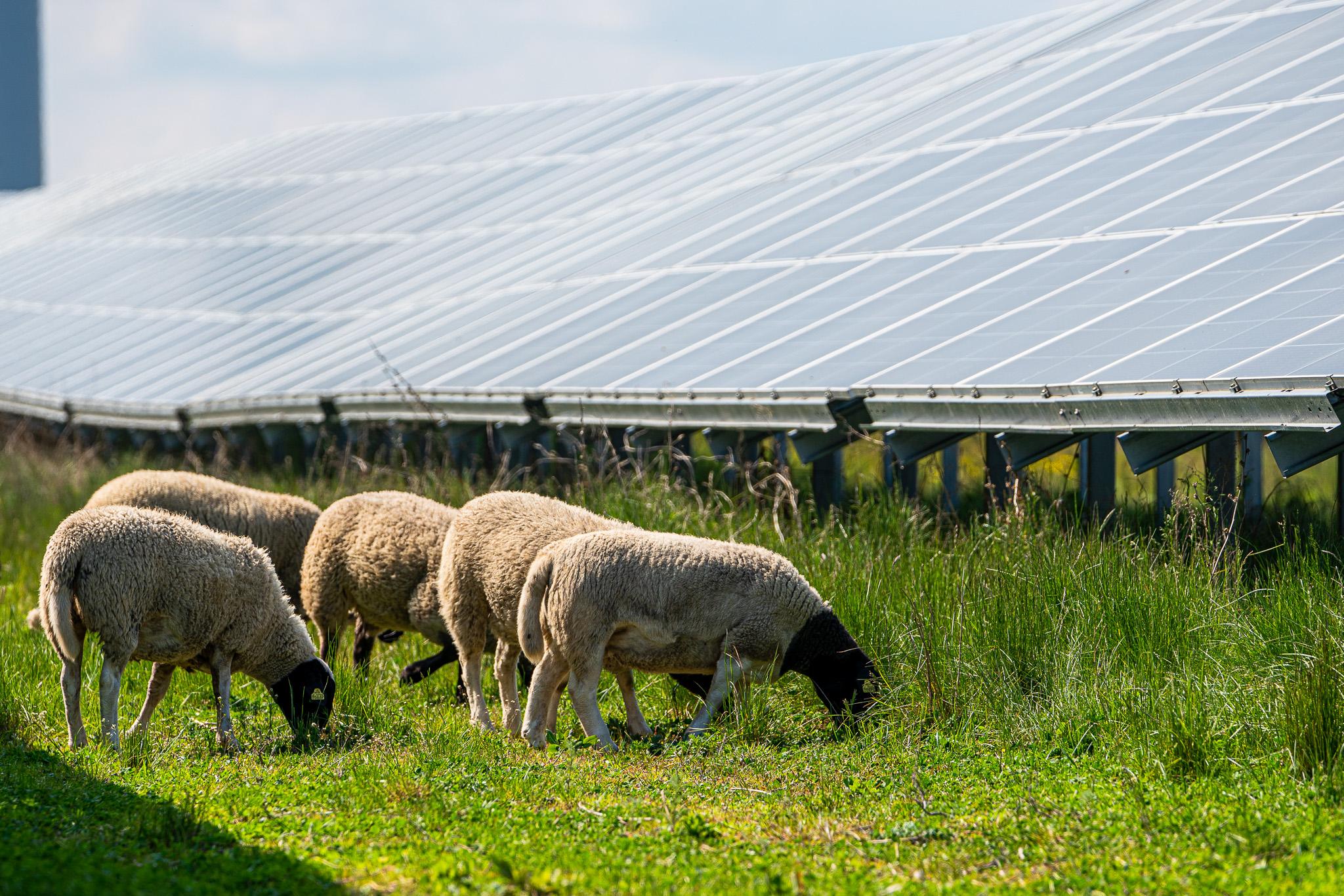 Grazing sheep at solar park in Ã…hus
